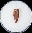 Bargain Raptor Tooth From Morocco - #16953-1